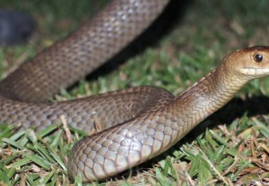 പാമ്പ് ഭീതിയിൽ കേരളം