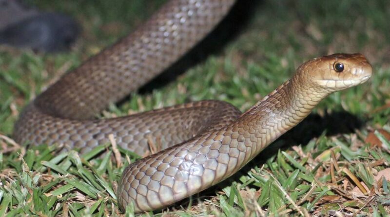 പാമ്പ് ഭീതിയിൽ കേരളം