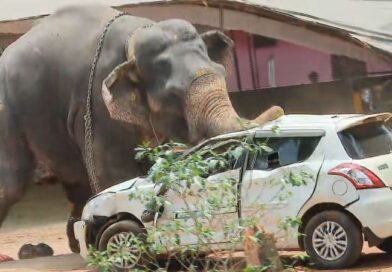 കിടങ്ങൂരില്‍ ആന ലോറി ഡ്രൈവറെ ചവിട്ടിക്കൊന്നു