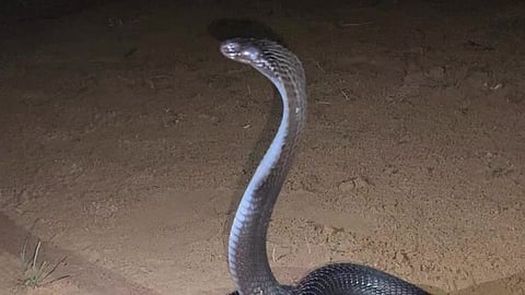 ഡോക്ടർക്ക് പാമ്പുകടിയേറ്റു